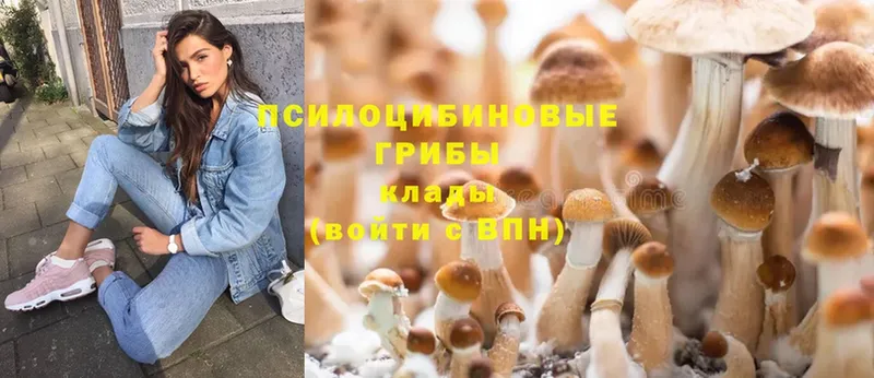 Галлюциногенные грибы Psilocybine cubensis  где купить наркотик  Губаха 